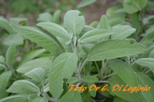 Salvia-1024-93_mark